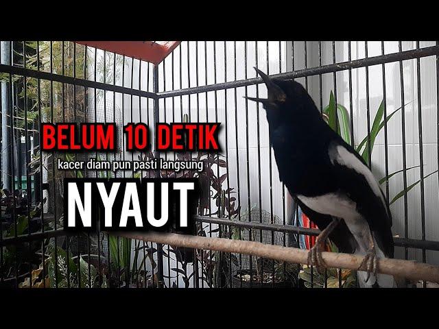 SUARA BURUNG kacer gacor NGEPLONG TARUNG ini paling AMPUH buat PANCINGAN KACER agar EMOSI