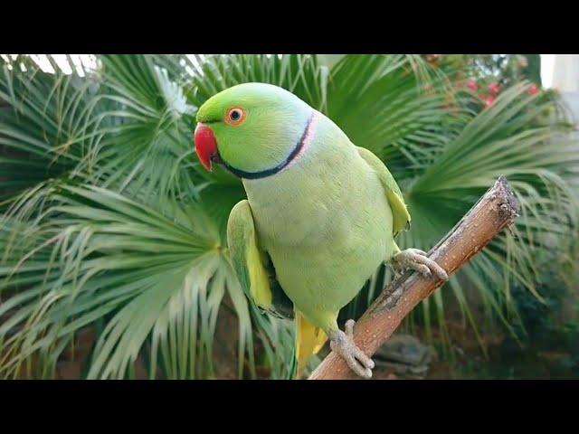 Natural Parrot Sounds Compilation | Amazing Parrot Chirping Sounds | Natural Parrot Voices