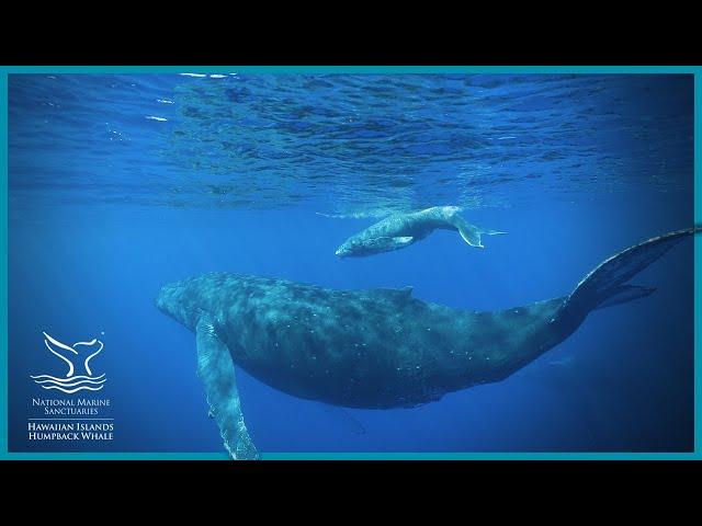 Hawaiian Islands Humpback Whale National Marine Sanctuary