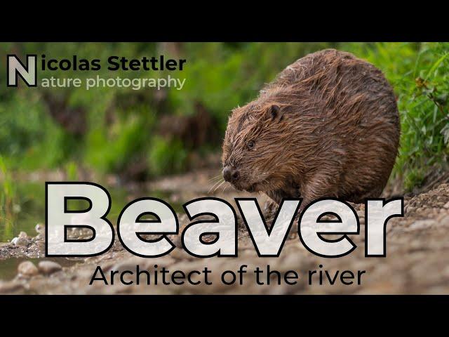 Beaver: Architect of the river