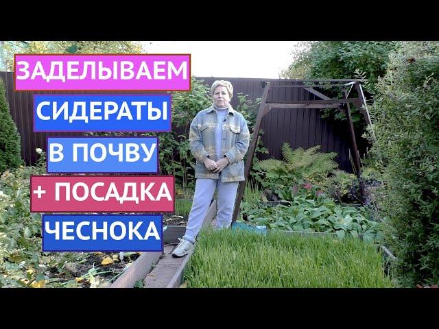 КАК ПОСАДИТЬ ЧЕСНОК В ГРЯДКУ, ГДЕ УЖЕ РАСТУТ СИДЕРАТЫ!