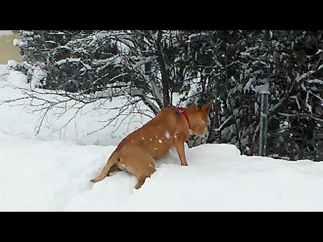 U.P. Blizzard 2/24/2019