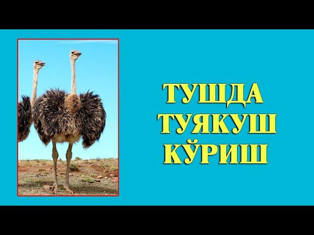 Туш табири - Тушда Туякуш куриш