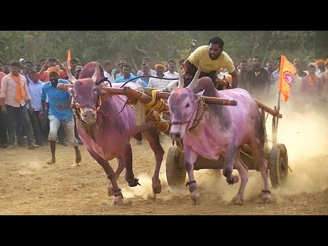 Muthugaon bulls powerful running in Tergaon race