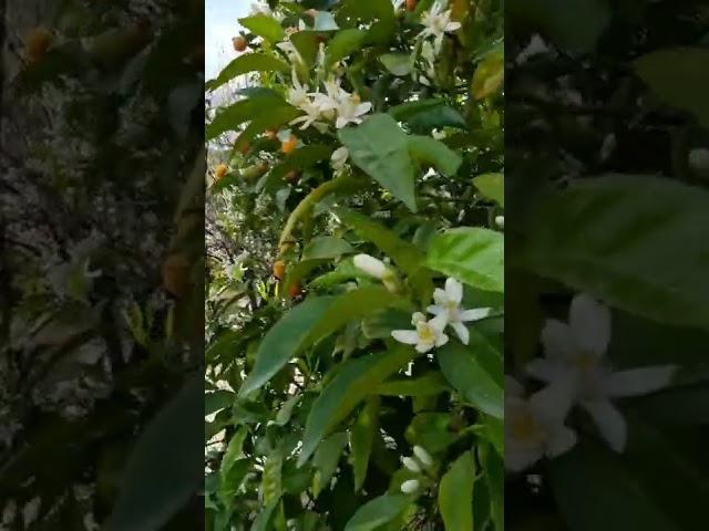 Beautiful Citrus Blossoms