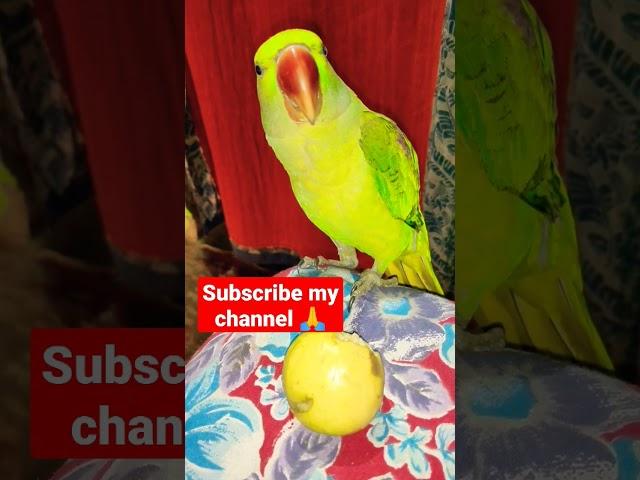 Mithu Parrot Talking Voice || plz saport my channel  #shorts #ytshorts #shortvideo