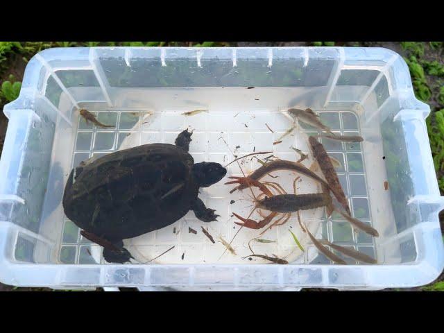 When I rummaged around in the evening, I found invasive species! Smelly turtles and crayfish.