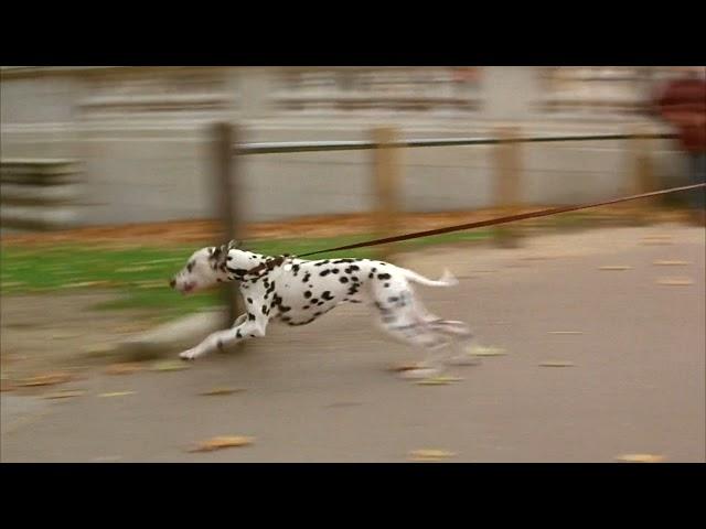 101 dalmatians (1996) - perdy causes anita to crash into a pond