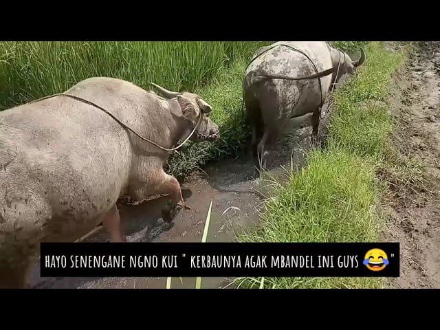 BAHAYA!!! KERBAUNYA MELEWATI JALUR PALING EKSTRIM SAAT PULANG DARI MEMBAJAK SAWAH