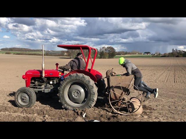 Kartoffellægning - The Old Fashioned Way