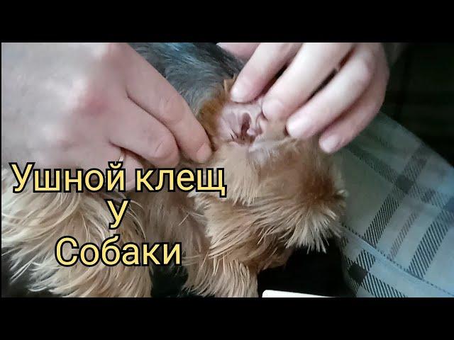 Ушной клещ у собаки. Лечение которое нам помогло. Йоркширский терьер