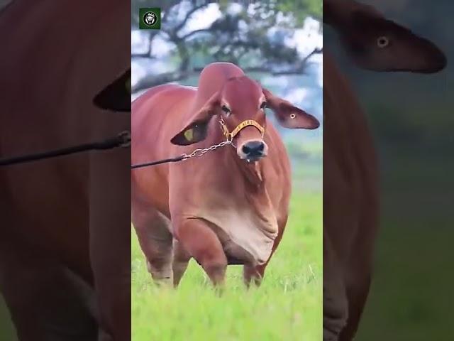Big cow