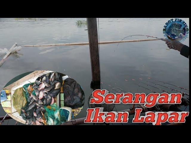 Luar biasa Strike Lagi berkali kali | Mancing cirata jangari