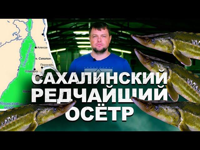 Сахалинский Осетр