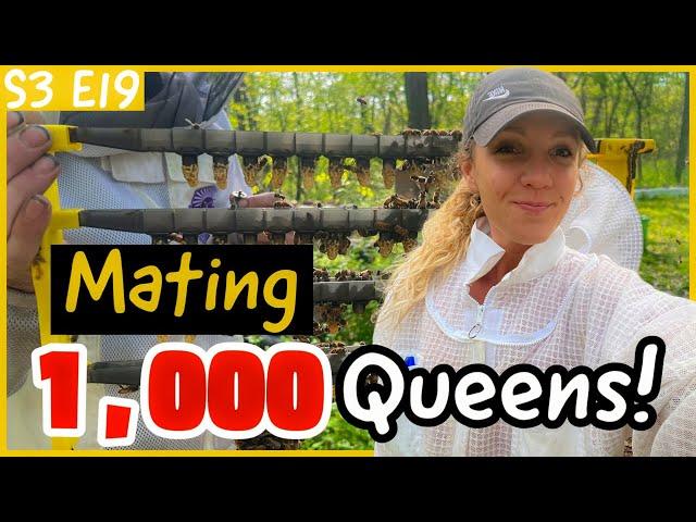 How We Are MATING 1,000 QUEENS! Beekeeping 101 / #beekeeping