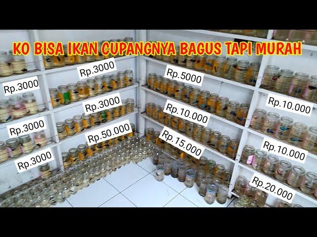 TOKO YANG JUAL IKAN CUPANG TERMURAH