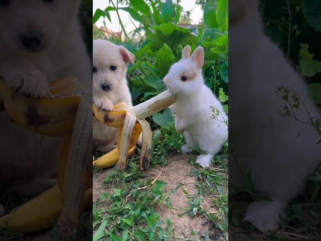 Dog feeds little rabbit banana Rabbit Cute pets Pastoral cute pets