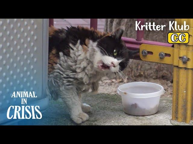 3.1KG Cat Had 3.4KG Matted Fur l Animal in Crisis Ep 401