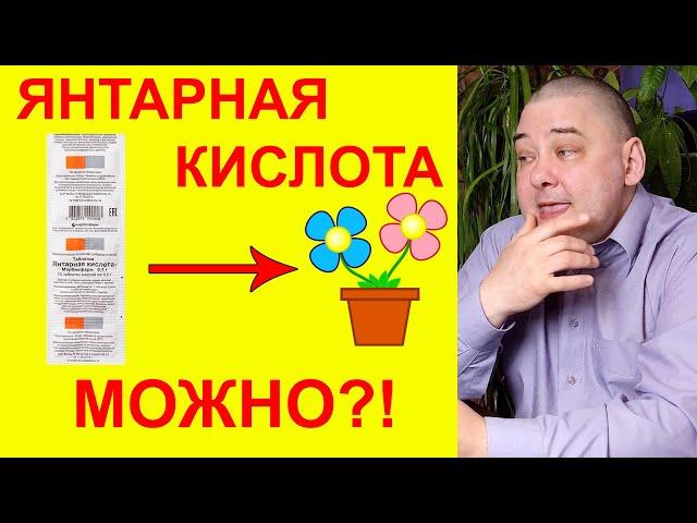 Янтарная кислота для комнатных растений. Можно или да?!