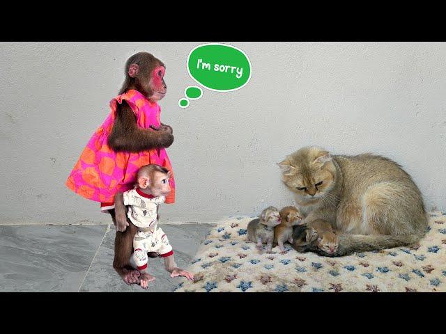 Kobi and monkey Mon have made a big mistake and will mother cat forgive them?