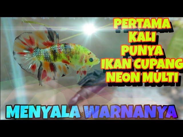 Pertama Kali Punya Ikan Cupang NEON Multicolour ( MENYALAA ABANGKUH )