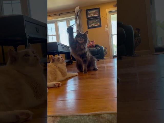 HUGE Maine Coon plays with bird toy #mainecoon