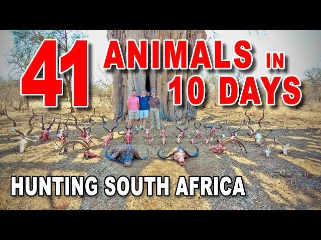 41 Animals in 10 Days - South Africa | "Safari Abroad" | Sandstone Safaris