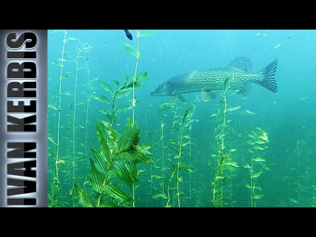 Spearfishing pike by new method. My tactic pike spearfishing (Russia)