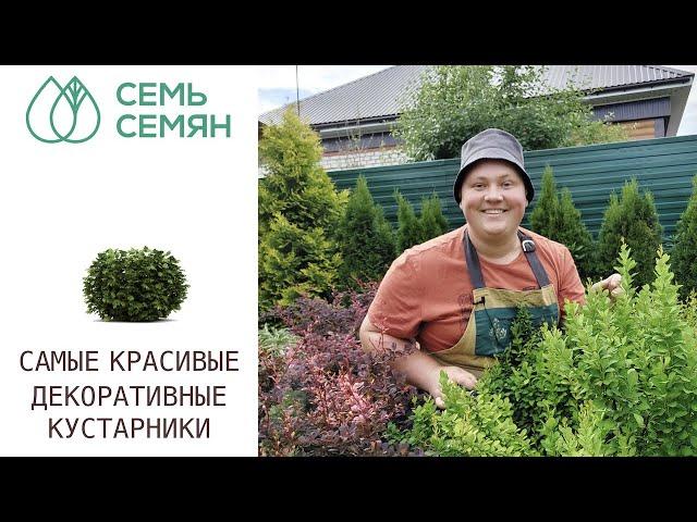 ЛУЧШИЕ КУСТАРНИКИ ДЛЯ ЖИВЫХ ИЗГОРОДЕЙ И БОРДЮРОВ!