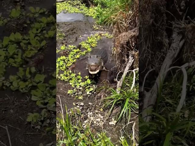 Close call in the Everglades! #viral#wildlife#youtube#snake#alligator#educational#everglades#florida