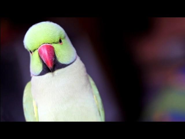 Sorry mujhe asa nahi karna chiya tha ???||talking parrot