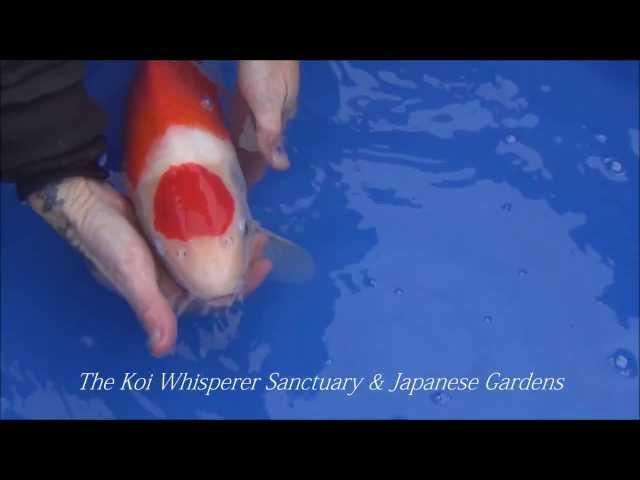 The Koi Whisperer shares Very High Quality Maruten Kohaku Matsue The Netherlands March 2014