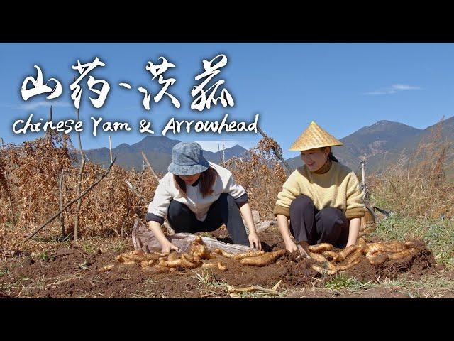 「Tracking the Roots」Soft and Sweet Chinese Yam and Arrowhead