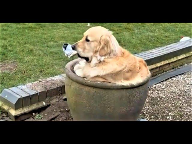 Lustige Hunde und Katzen Videos 2023, Cute and Funny Cats & Dogs Videos.