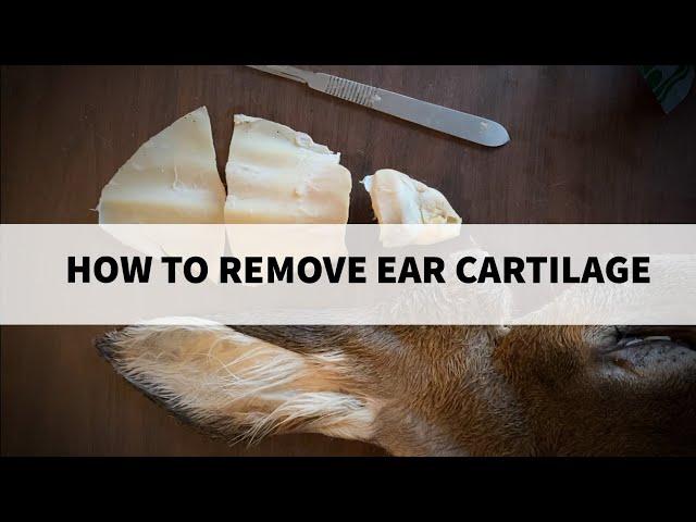 How to Remove Cartilage out of a Deer Ear - Taxidermy