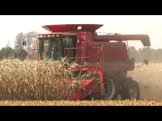 Corn Harvest 2020 | Case IH 2388 Axial Flow Combine Harvesting Corn | Ontario, Canada