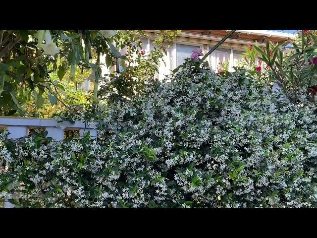 Street flowers in Torrevieja