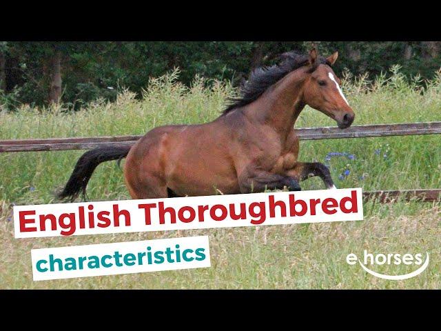 English Thoroughbred  | characteristics, origin & disciplines