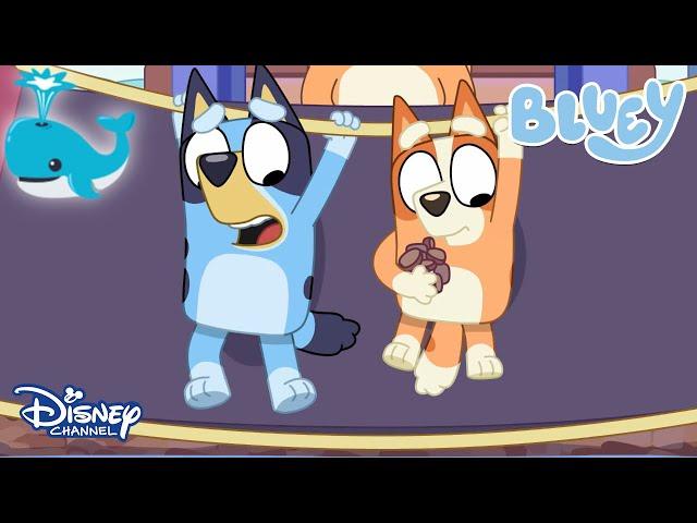 Dev Mavi Balina | Bluey | Disney Channel TR