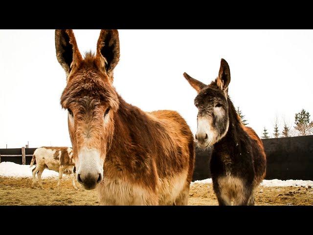 Mammoth Donkeys