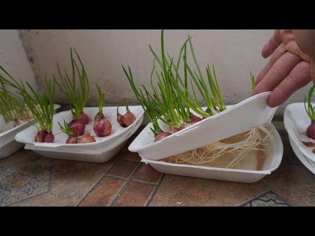 How to grow onion in Styrofoam Box for beginners - Start to Finish - Garden Life Planting onion