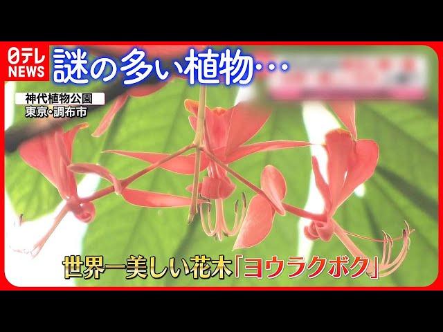 【きょうの1日】関東で「春一番」  “世界一美しい花木”「ヨウラクボク」が開花