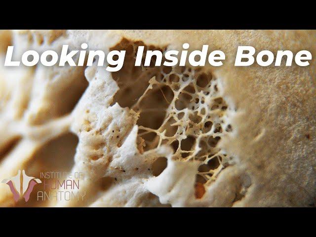 How Bone Marrow Keeps You Alive