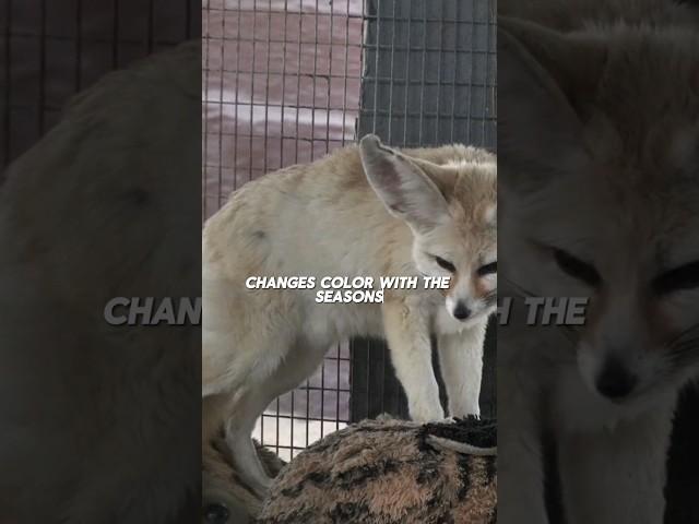 Fox Change Colour  #animals #Fox #viral #factsvideo #unitedstates #foryou