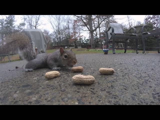 Funny Squirrels Eating peanuts!