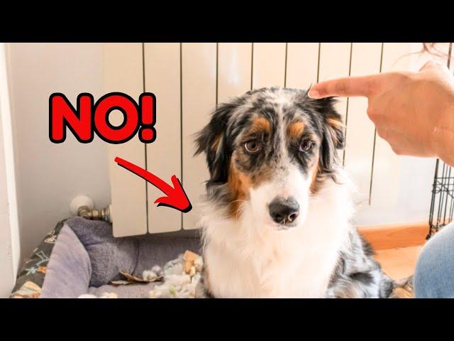 Stop Your Dog's Bad Behavior FAST: Easy Training Hacks