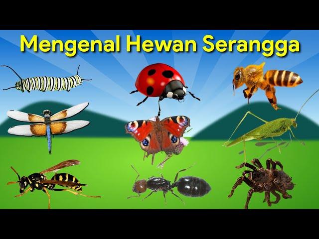 Belajar Mengenal Nama Hewan Serangga | Binatang Serangga