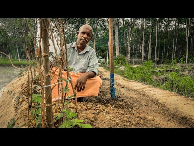 പാവൽ ചാണകം ചെയ്യേണ്ട രീതി? | Paval Krishi In Malayalam | Bitter Gourd Cultivation