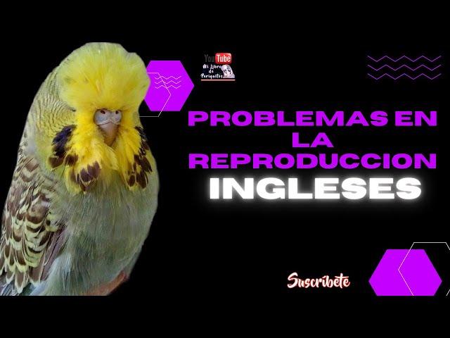 Problemas en la Reproducción de Periquitos Ingleses