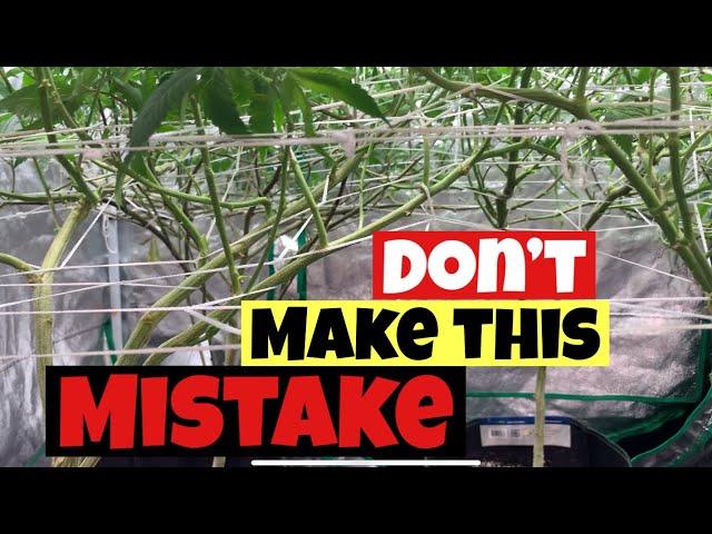 3 COMMON MISTAKES WHEN TRELLISING INDOOR WEED